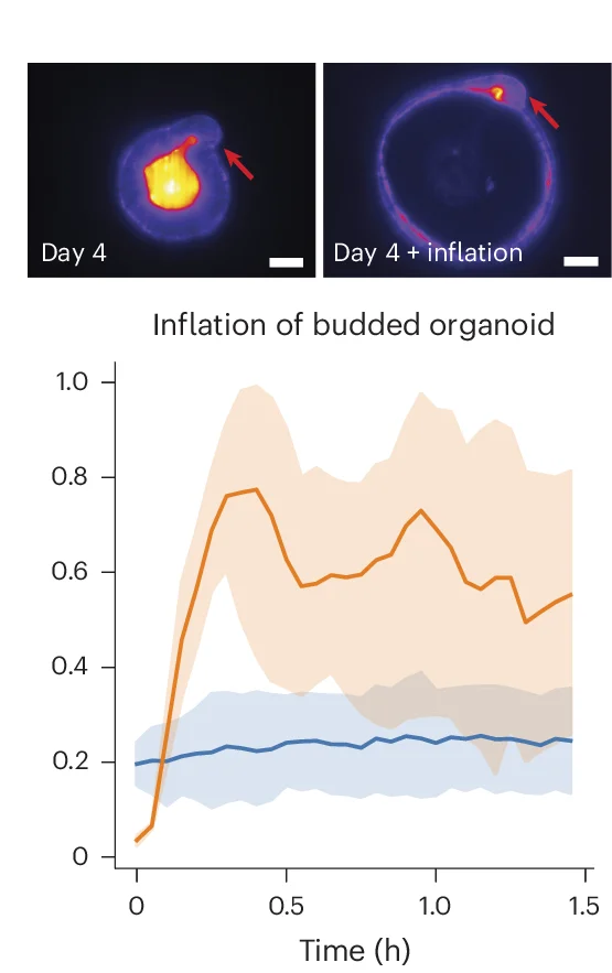 Open access visualization of Line Plot, Error Bars, Microscopy, Photo, Time-Lapse Recordings