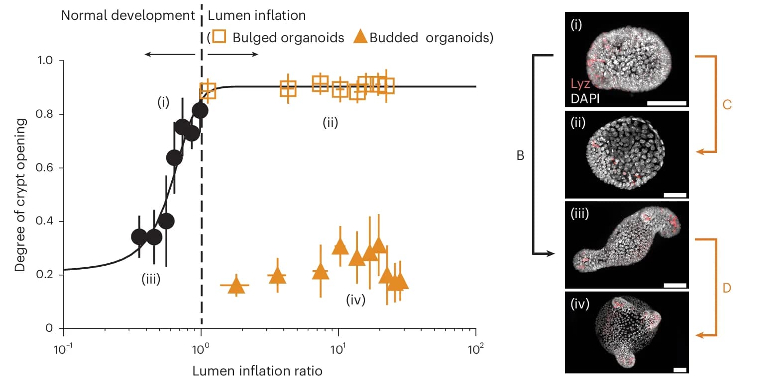 Open access visualization of Line Plot, Error Bars, Microscopy, Crypt Opening, Lumen Inflation
