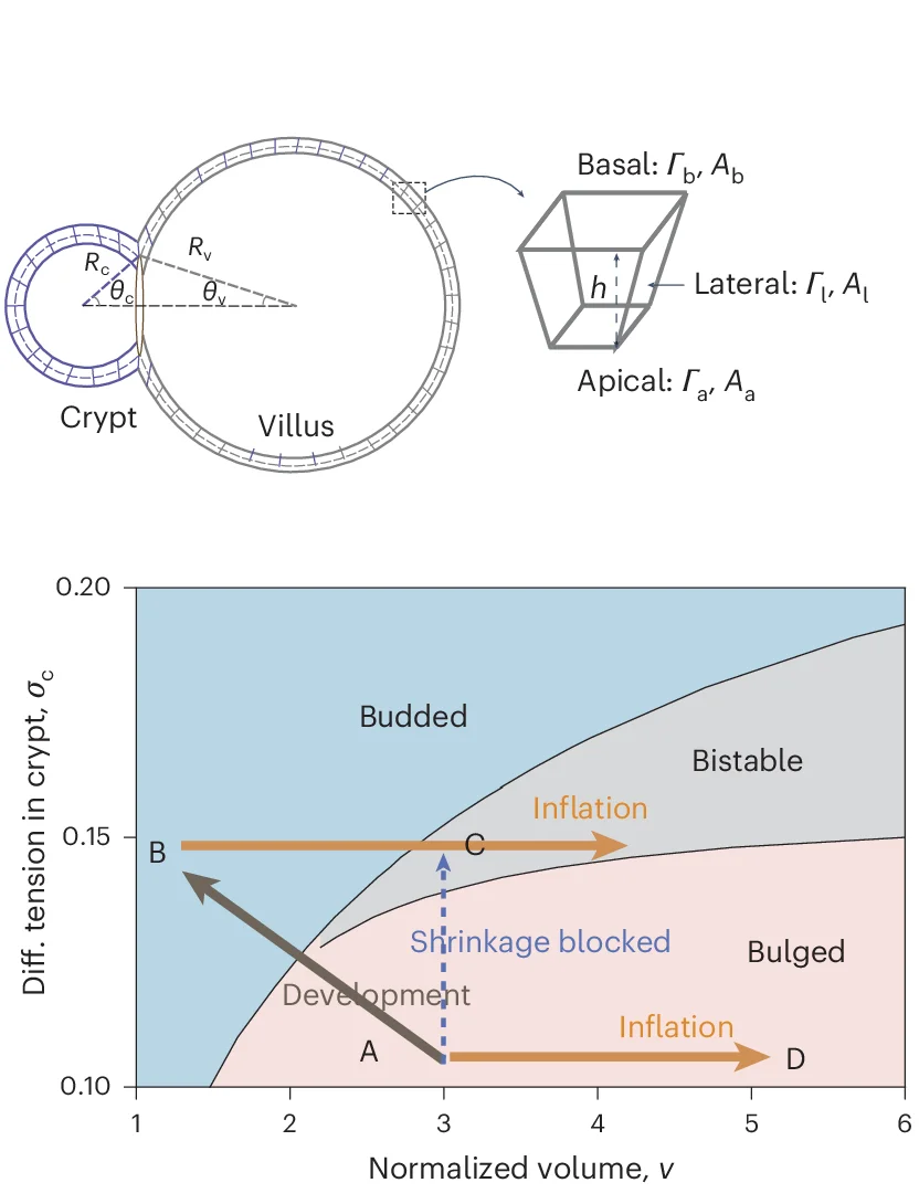 Open access visualization of Line Plot, Illustration, 3D Vertex Model, Phase Diagram, Crypt Morphology