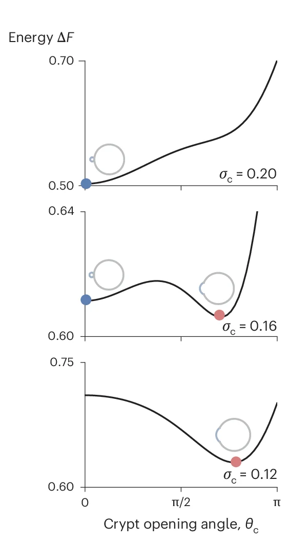 Open access visualization of Line Plot, Energy Landscapes, Crypt Morphology, Crypt Equilibrium States, Budded Crypt Shape
