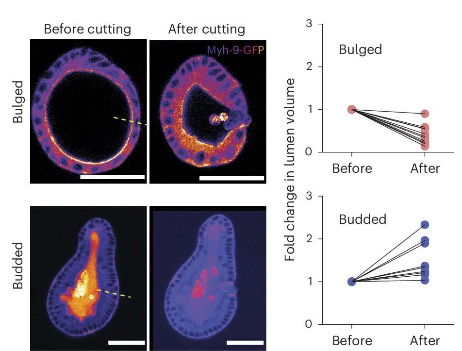Open access visualization of Microscopy, Line Plot, Lumen Volume, Villus Tissue, Tissue Breakage