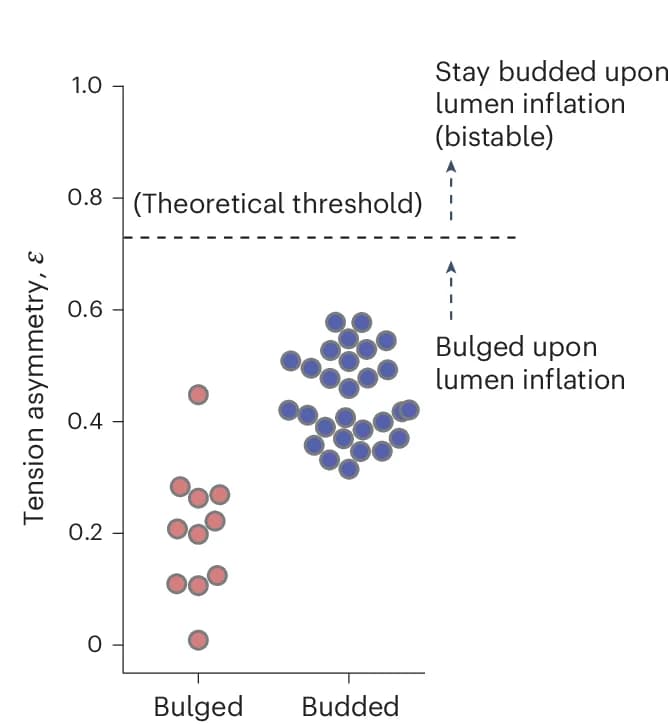 Open access visualization of Scatter Plot, Tension Asymmetry, Crypt Apical Surface, Crypt Basal Surface, Bulged Organoids