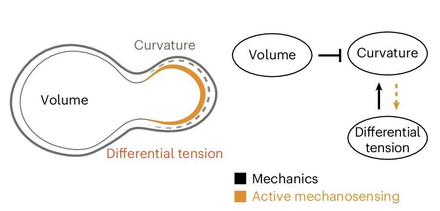 Open access visualization of Illustration, Workflow, Flowchart, Feedback Mechanism, Mechanical Forces
