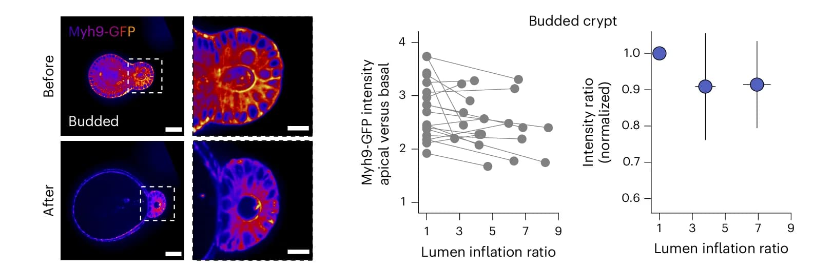 Open access visualization of Microscopy, Line Plot, Error Bars, Apical-to-Basal Myh9-GFP Intensity Ratio, Budded Crypts