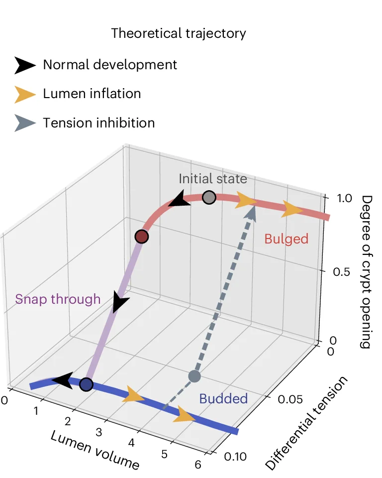 Open access visualization of 3D Plot, Crypt Morphology, Differential Tension, Lumen Volume, Organoids