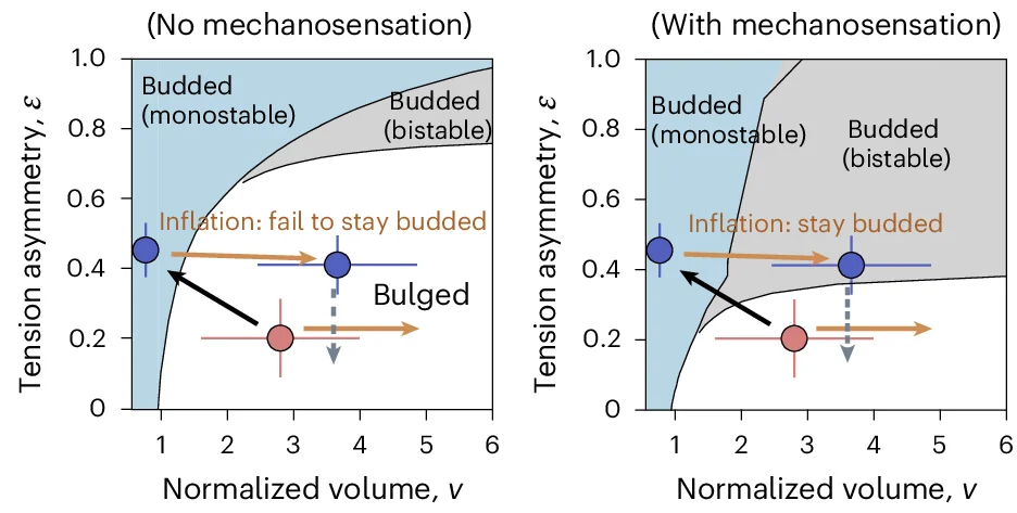 Open access visualization of Scatter Plot, Error Bars, Experimental Data, Phase Diagrams, Crypt Morphology