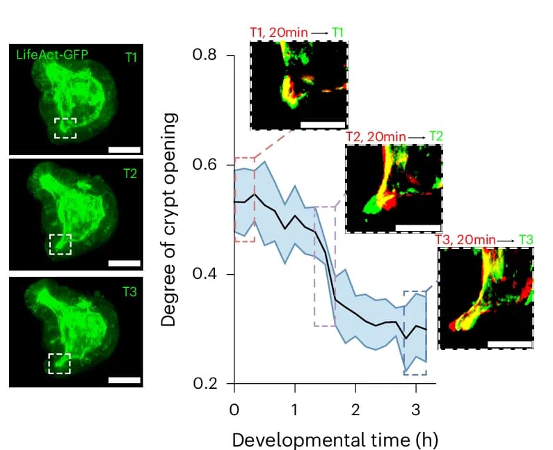 Open access visualization of Line Plot, Error Bars, Microscopy, Crypt Shape, Developmental Time