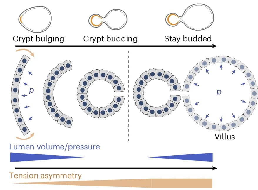 Open access visualization of Illustration, Workflow, Crypt Morphogenesis, Luminal Pressure, Morphological Bistability