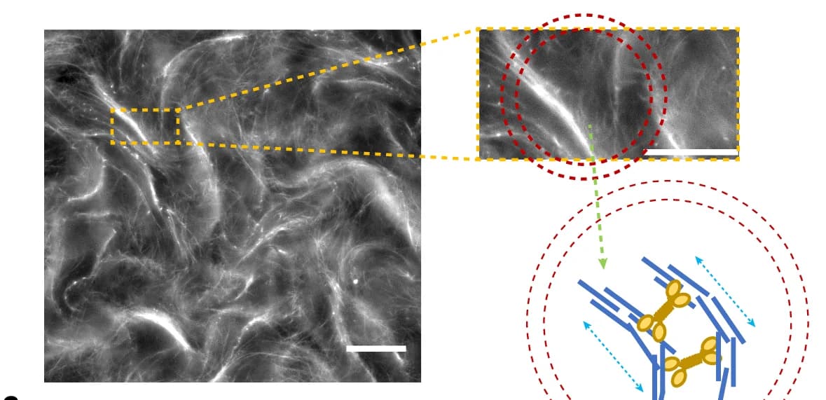Open access visualization of Microscopy, Illustration, MT Network, Kinesin Motors, GUVs