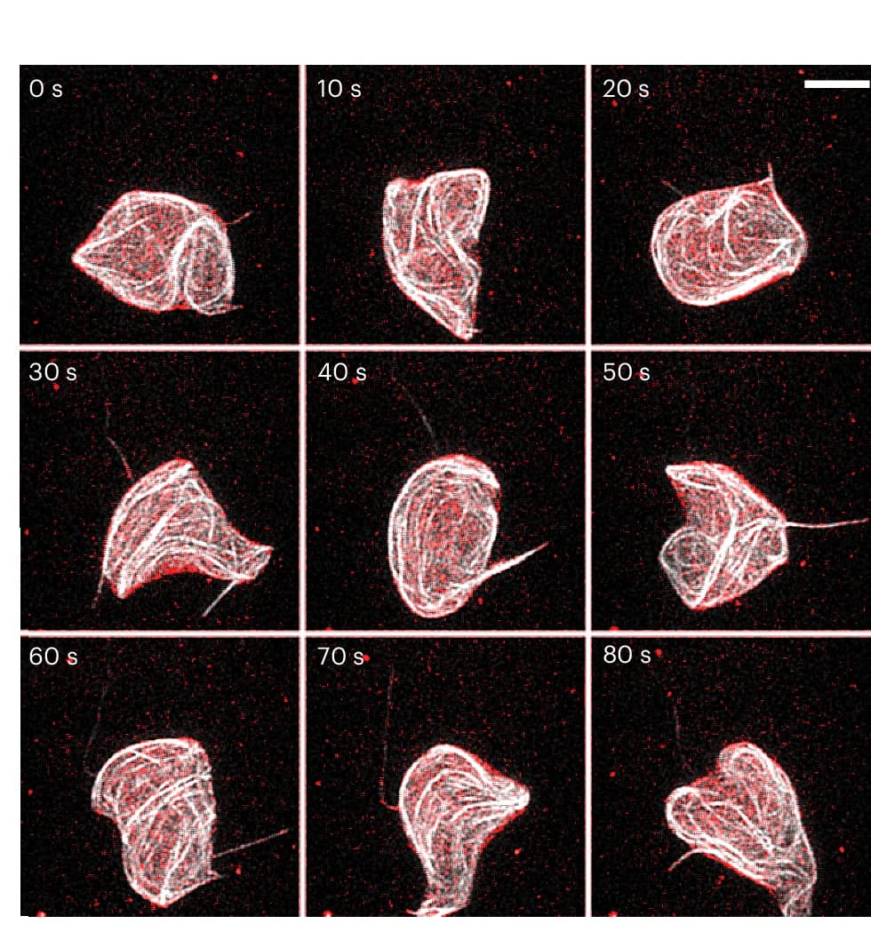 Open access visualization of Microscopy, Confocal Projections, GUV, MT Network, Membrane