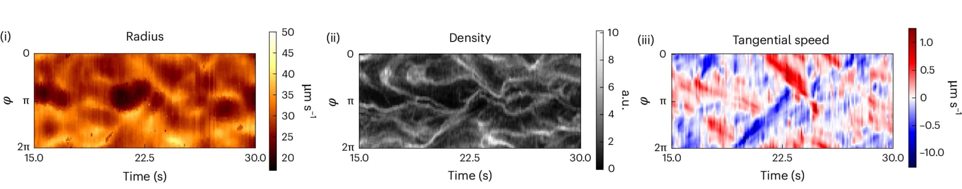 Open access visualization of Heatmap, Kymograph, Membrane Deformations, MT Density, Flow