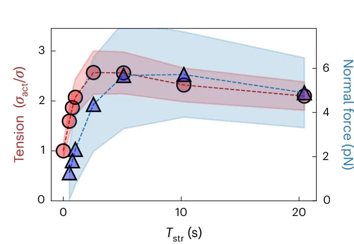 Open access visualization of Line Plot, Error Bars, Tension, Mean Force, Membrane