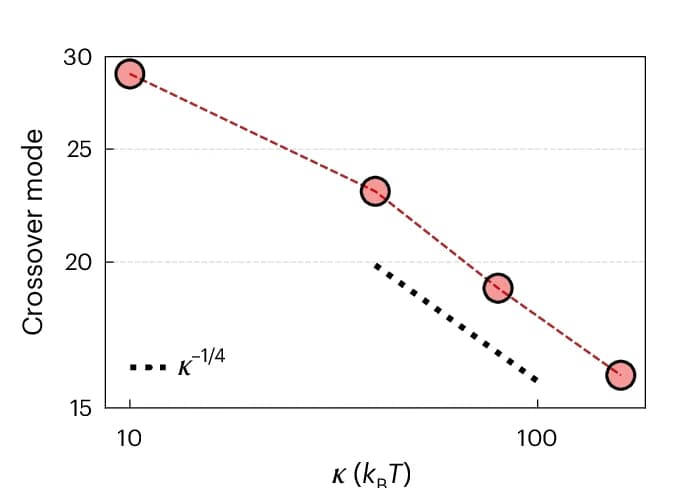 Open access visualization of Line Plot, Crossover Mode, Active Temporal Fluctuations, Bending Rigidity, Membrane
