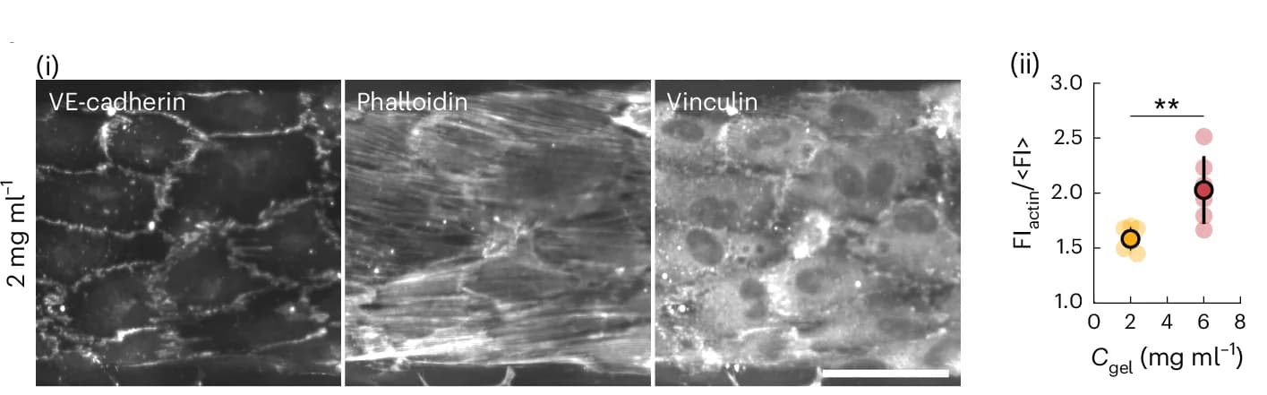 Open access visualization of Microscopy, Scatter Plot, Error Bars, Endothelium, VE-cadherin