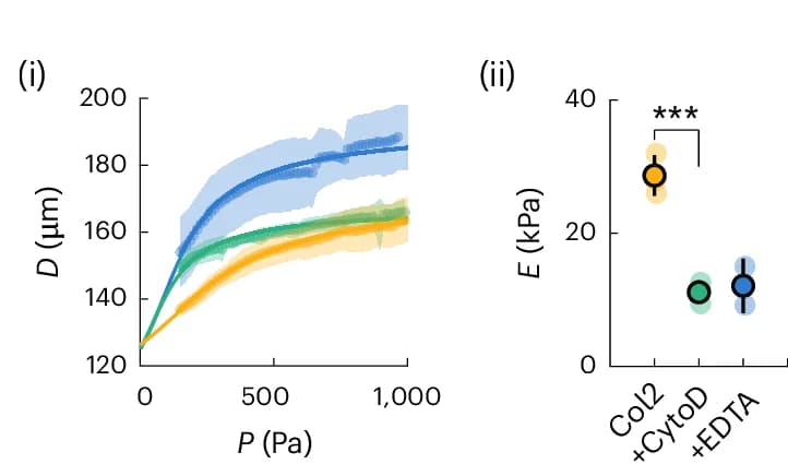 Open access visualization of Line Plot, Error Bars, Scatter Plot, Channel Diameter, Luminal Pressure