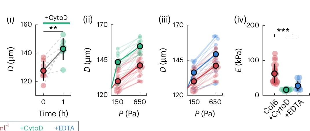 Open access visualization of Scatter Plot, Line Plot, Error Bars, Channel Diameter, Cytochalasin D