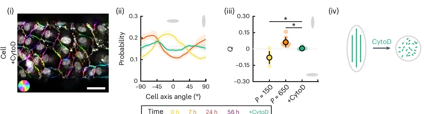 Open access visualization of Microscopy, Line Plot, Scatter Plot, Illustration, Error Bars