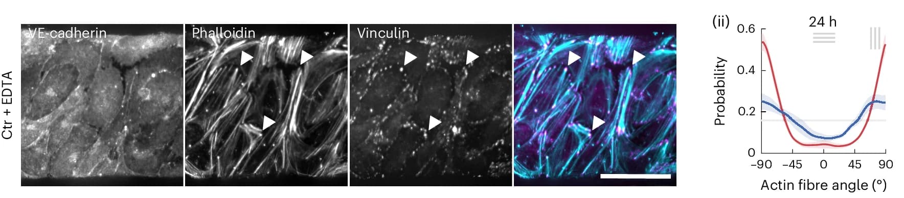 Open access visualization of Microscopy, Line Plot, Error Bars, EDTA-Treated Endothelium, VE-cadherin