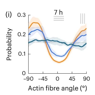 Open access visualization of Line Plot, Error Bars, Actin Stress Fibre, EDTA-Treated Endothelium, DMEM