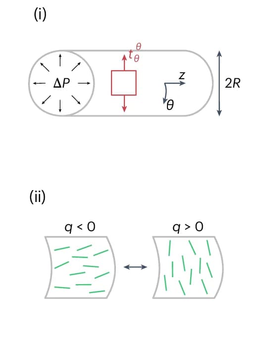 Open access visualization of Illustration, Cylindrical Tube, Pressure Difference, Actin Fibers, Order Parameter