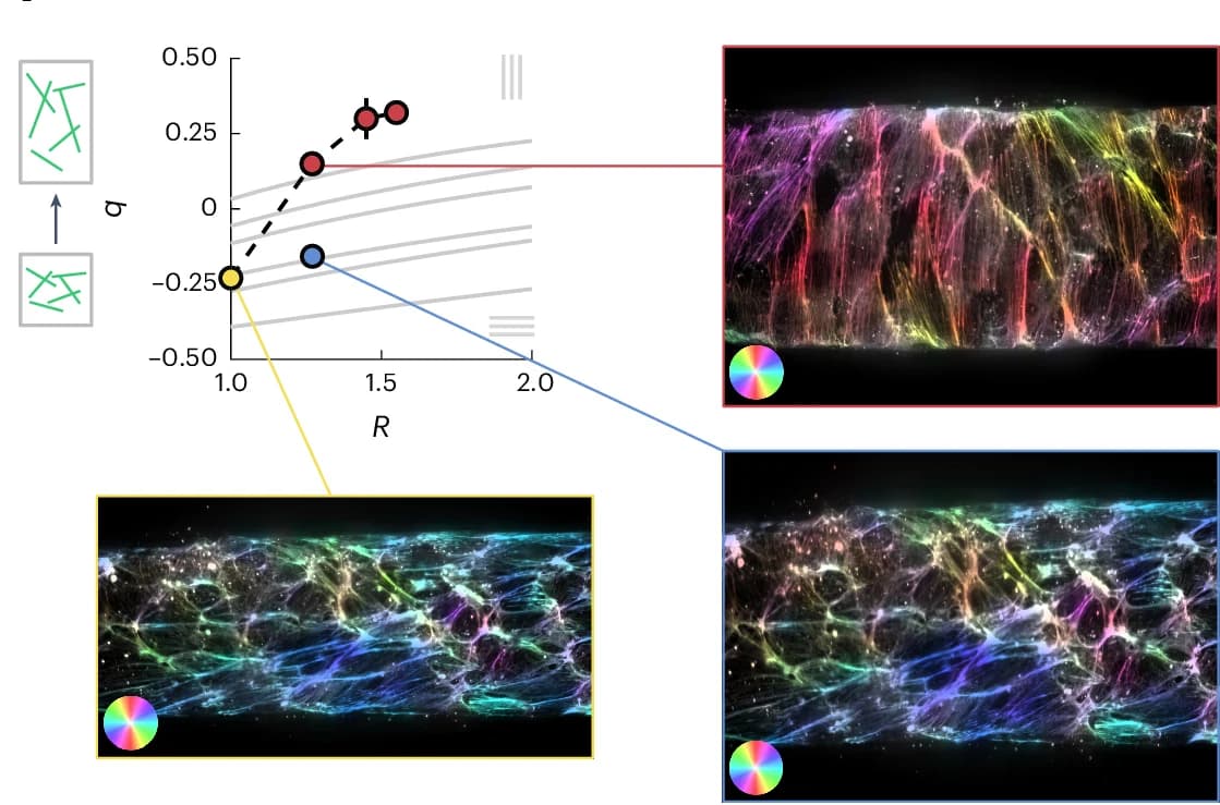 Open access visualization of Scatter Plot, Microscopy, Line Plot, Actin Nematic Order, Tube Radius