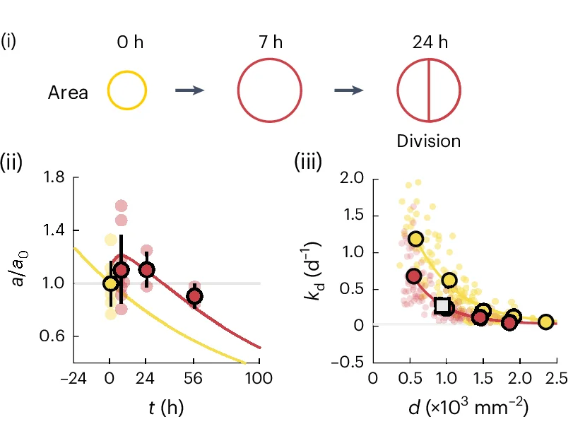 Open access visualization of Scatter Plot, Line Plot, Error Bars, Cell Area Dynamics, Cell Area