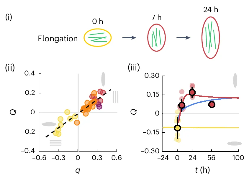 Open access visualization of Scatter Plot, Line Plot, Error Bars, Regression Plot, Cell Elongation Dynamics