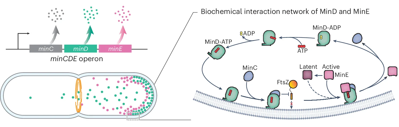 Open access visualization of Pathway, MinCDE Genes, Bacterial Cell, MinD, MinE