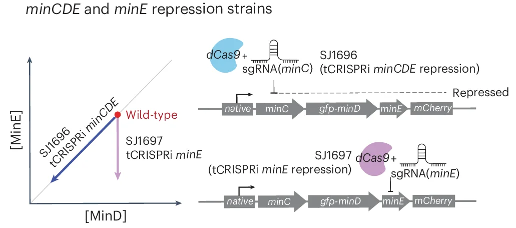 Open access visualization of Workflow, tCRISPRi Strains, MinCDE Operon, MinD, MinE