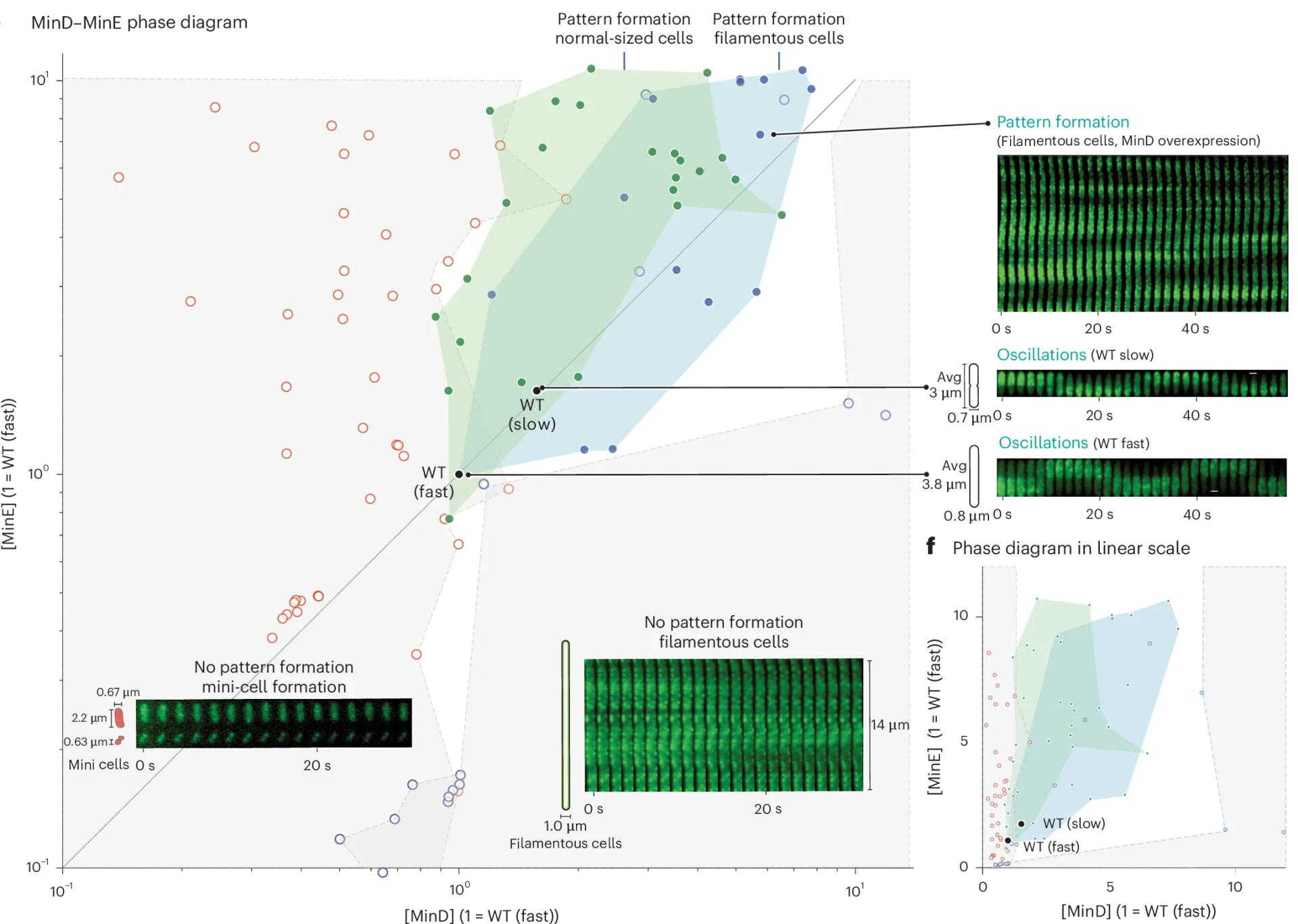 Open access visualization of Scatter Plot, Photo, Pattern-Formation Phase Diagram, MinD, MinE