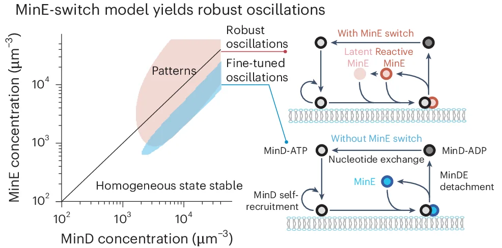 Open access visualization of Scatter Plot, Line Plot, Workflow, MinE Switch Model, Linear Stability Analysis