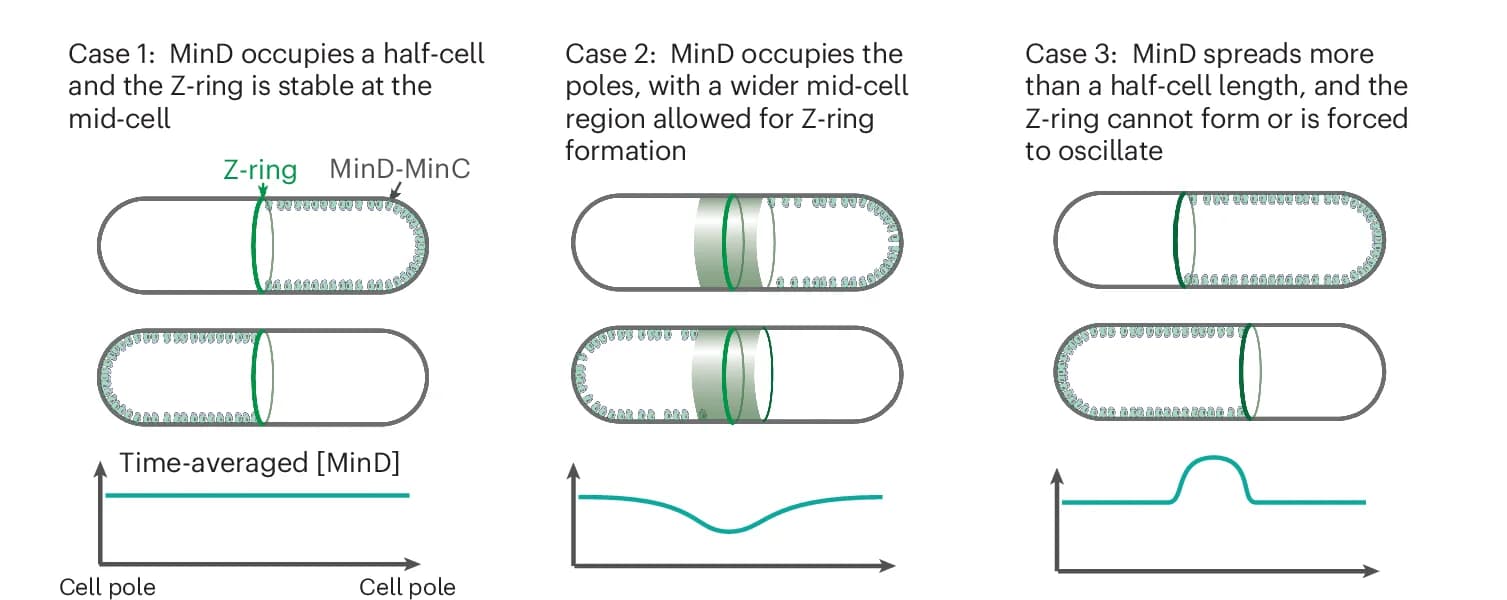 Open access visualization of Workflow, Illustration, MinD, Spatio-temporal Patterns, Cell Axis