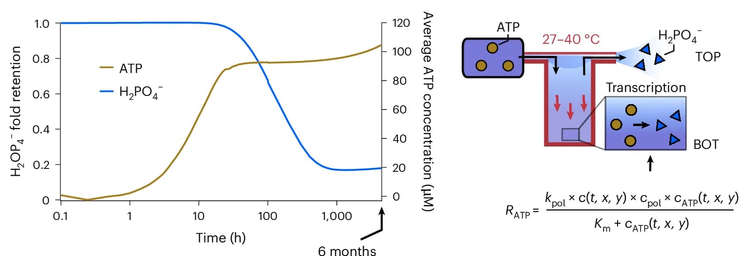 Open access visualization of Line Plot, Workflow, ATP, H2PO4-, Feeding Molecules