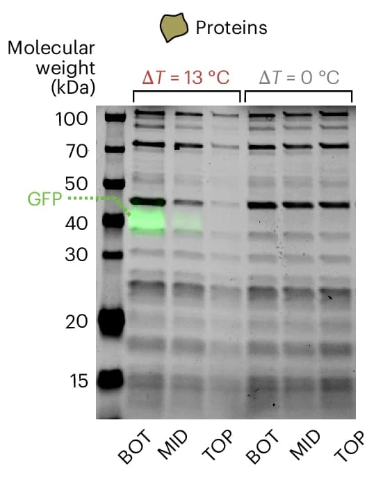 Open access visualization of Gel, SDS-PAGE Gel, Sodium Dodecyl Sulfate Polyacrylamide Gel, PURExpress Proteins, Stain-Free Technology