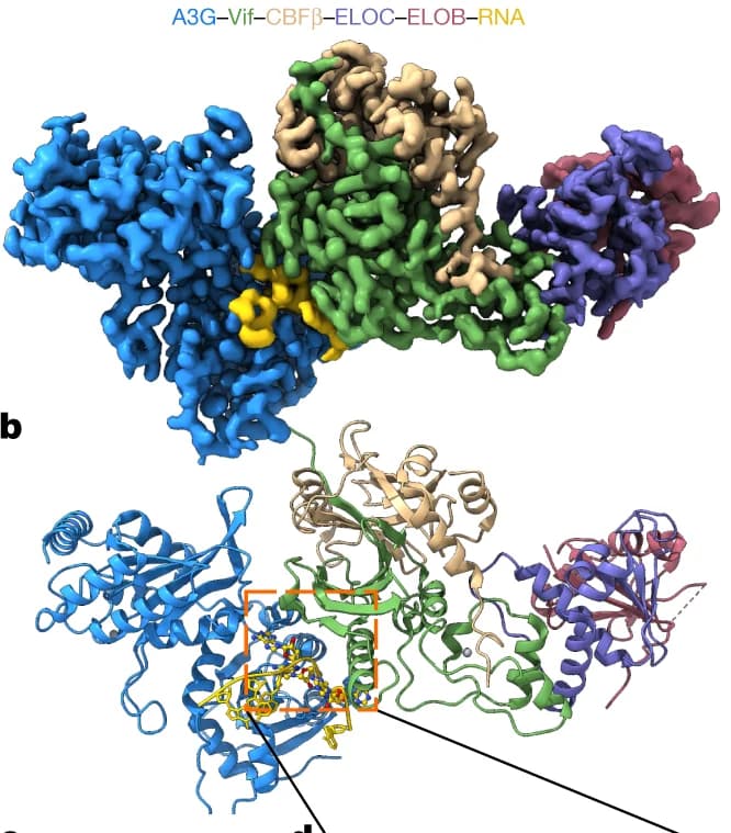 Open access visualization of Protein Structure, Chemical Structure, Cryo-EM Map, A3G, RNA