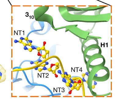 Open access visualization of Protein Structure, Ribbon Diagram, RNA, Helix, Vif