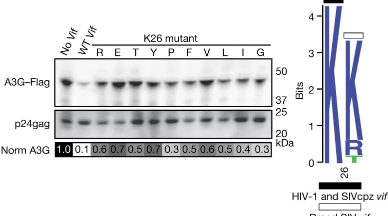 Open access visualization of Gel, Amino Acid Substitutions, HIV-1 Vif, A3G Packaging, Virion Incorporation
