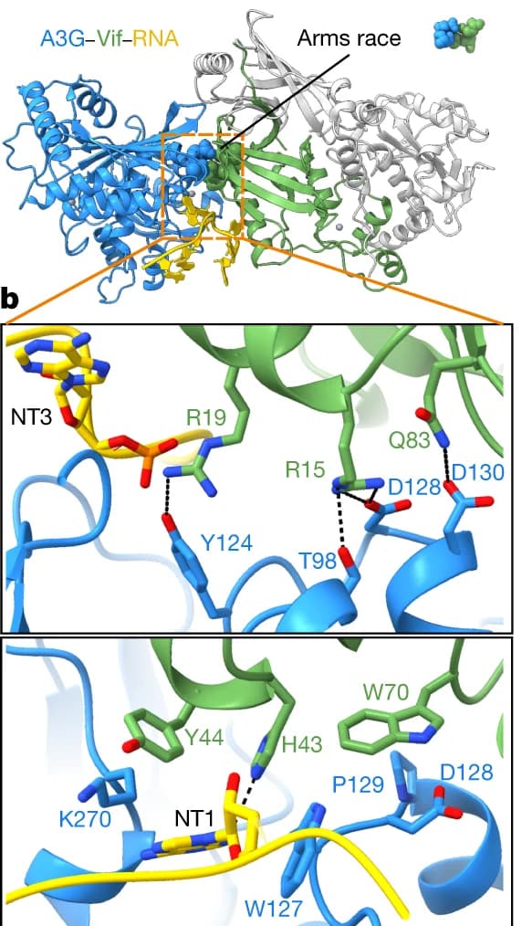 Open access visualization of Protein Structure, Ribbon Diagram, Molecular Arms Race, RNA Interface, CBFB
