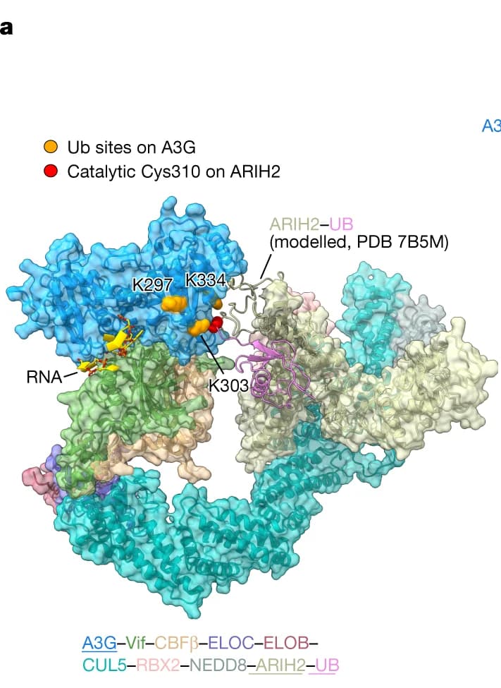 Open access visualization of Protein Structure, CDA domains, A3G, Helix 6, Dimerization