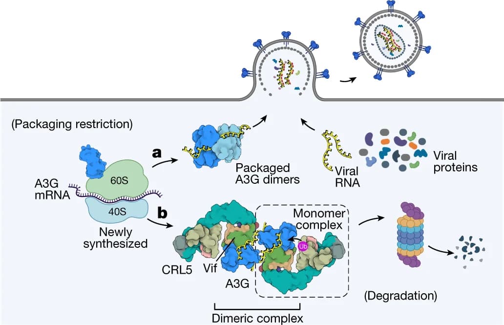 Open access visualization of Workflow, Illustration, A3G, HIV-1, Viral RNA