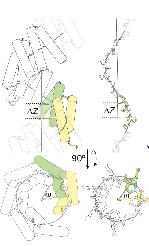 Open access visualization of Protein Structure, Repeat Proteins, Repeat Peptides, Superhelices, In-register Binding