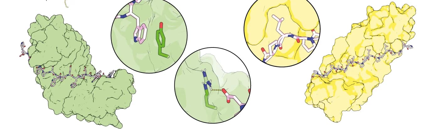 Open access visualization of Protein Structure, Rosetta, High-Affinity Binding, Binding Complexes, Peptide-Binding Groove