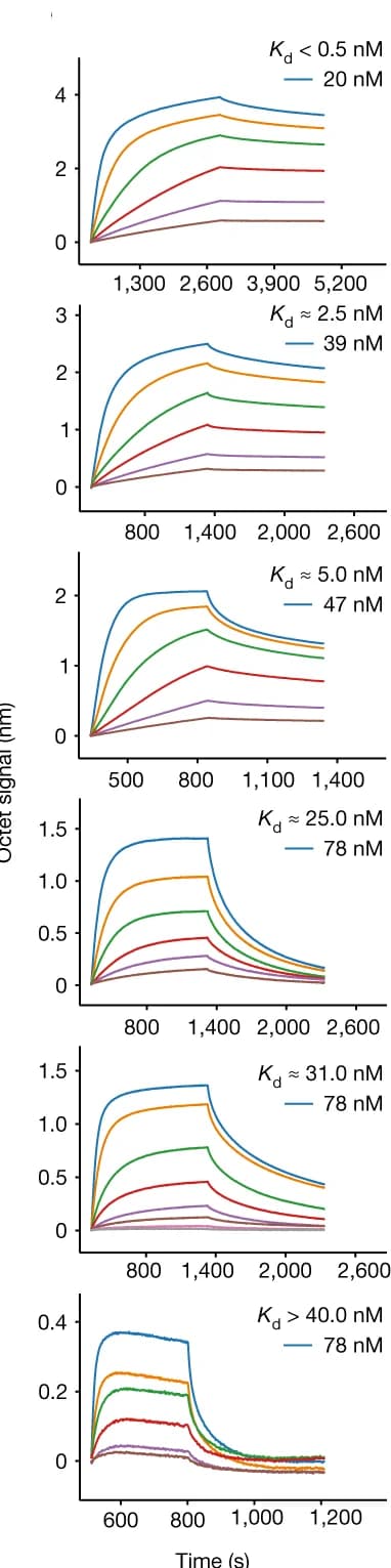 Open access visualization of Line Plot, Biolayer Interferometry, Protein-Peptide Binding, Serial Dilutions, Association