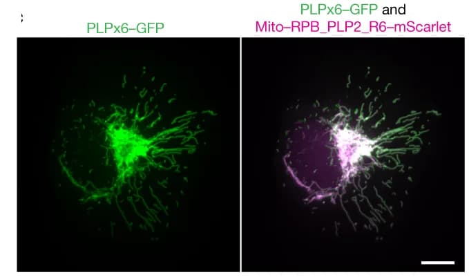 Open access visualization of Microscopy, In Vivo Binding, U2OS Cells, PLPx6-GFP, Mito-RPB_PLP2_R6-mScarlet