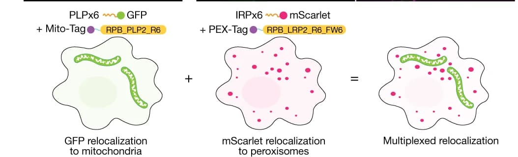 Open access visualization of Illustration, Workflow, In Vivo Multiplexing, Experimental Design, U2OS Cells