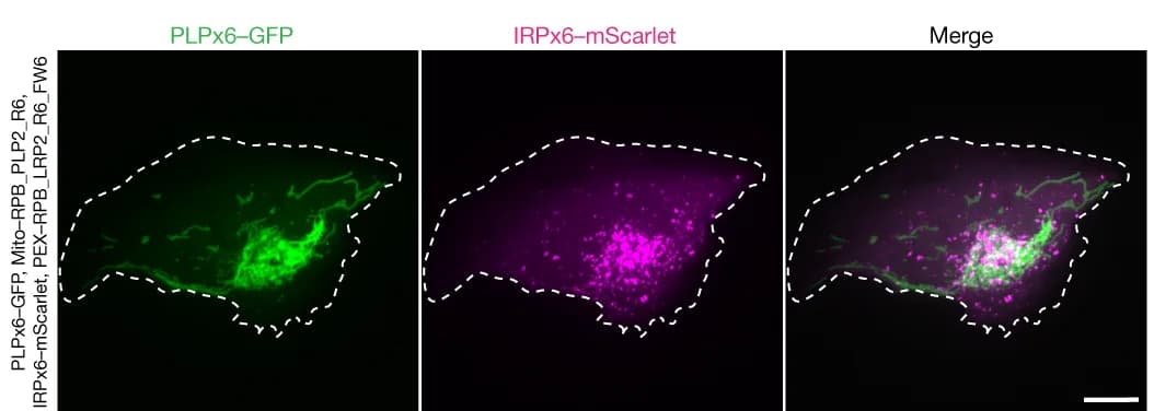 Open access visualization of Microscopy, U2OS Cells, PLPx6-GFP, IRPx6-mScarlet, Mito-RPB_PLP2_R6