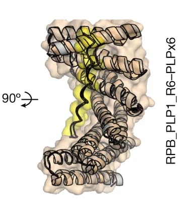 Open access visualization of Protein Structure, 3D Plot, Surface Mode, Protein, Peptide