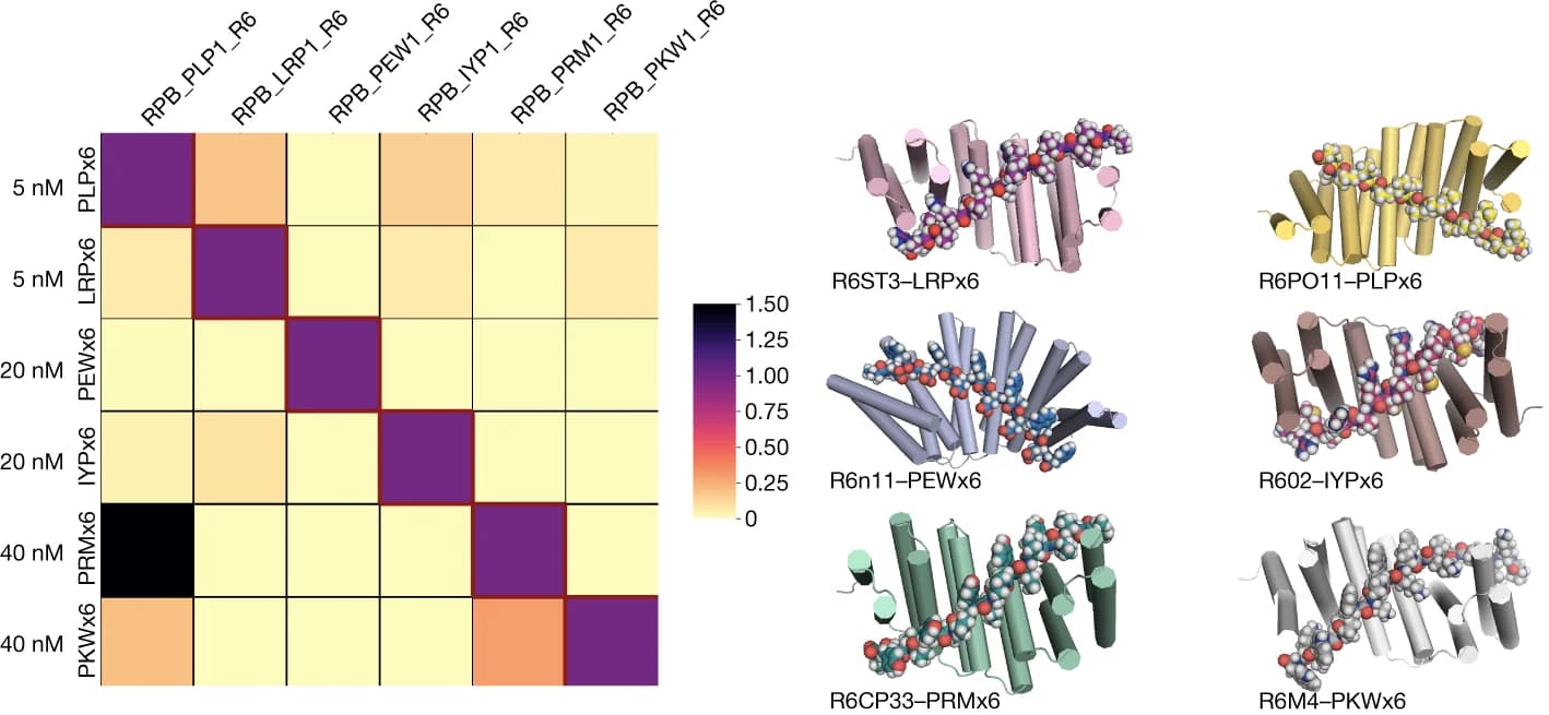 Open access visualization of Heatmap, Protein Structure, Peptide Binder, Bio-Layer Interferometry, Streptavidin Sensors