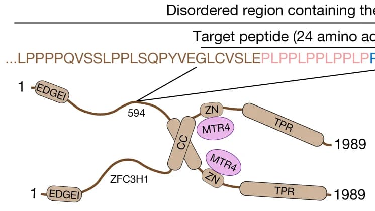 Open access visualization of Illustration, PAXT Complex, ZFC3H1, MTR4, Coiled-Coil Domain