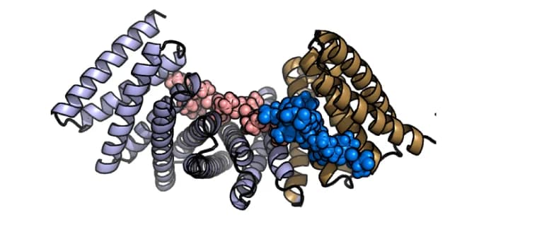 Open access visualization of Protein Structure, Target Peptide, ZFC3H1, ZFC-high, Surface Shape Complementarity